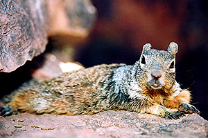 friendly Squirrel posing in Grand Canyon