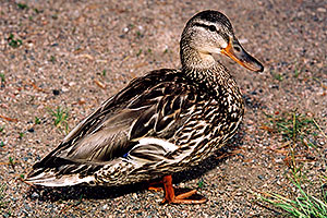 mother duck near a river by Sprague