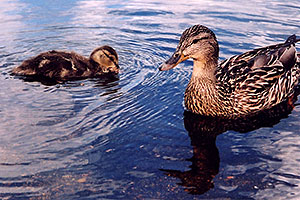 duckling with mother duck at Sprague Lake