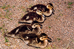 4 ducklings near a river by Sprague Lake