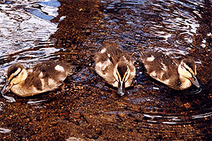 ducks at Sprague Lake