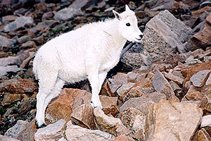 little Mountain Goat at Mt Evans