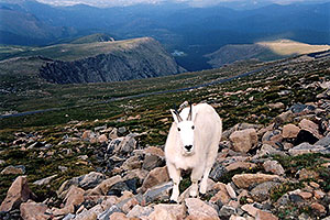 Mountain Goats at Mt Evans