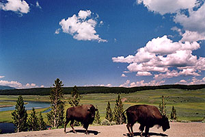 Buffalo by Fairy Creek