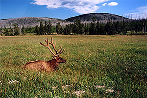 Elk in Yellowstone Park