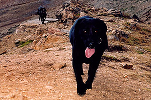 Labrador Retrievers at Loveland Pass