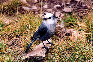 Jay bird at Crater Lake