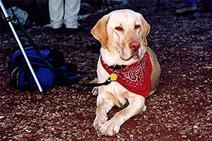 `how is this for my thinking face?` â€¦ (Labrador Retriever)