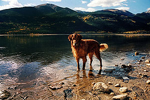 wet Max (Golden Retriever) at Twin Lakes