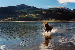 Ruby (Golden Retriever) fishing at Twin Lakes