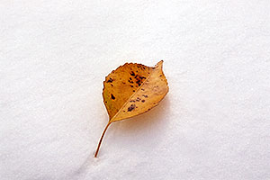 a lone leaf in Centennial