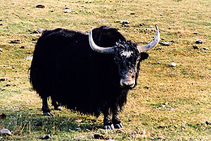 Yak in the late afternoon near Sargeants, Colorado 