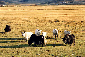Yaks in the late afternoon near Sargeants, Colorado 