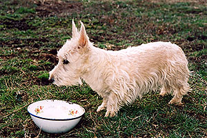 Abbie (Scottish Terrier)