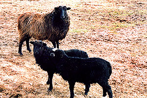 Navajo goats