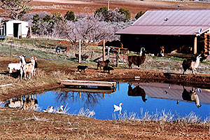 Llamas, Goats and Geese by the pond