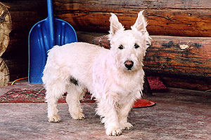 Max (Scottish Terrier)