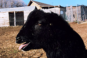 Woody (Navajo goat)