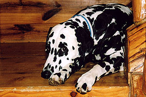 Xander (Dalmation) lying on the stairs