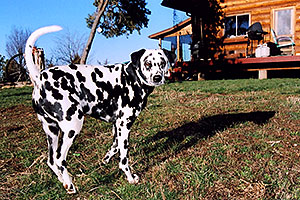 Xander Dalmation)  in front of the log house