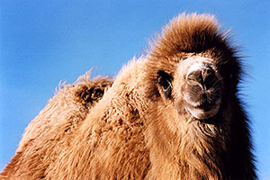 Zola (Camel)
