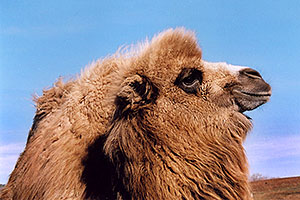 Zola (Camel)