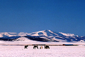 horses grazing on a cool winter day ... between Hartsel & Wilkerson Pass
