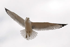 Seagull in Toronto … images of Toronto, Canada