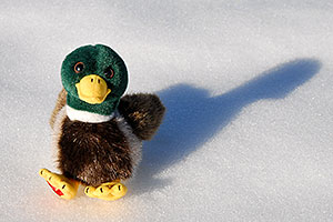 Duck in the snow