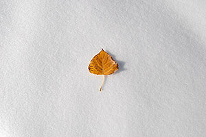 a lone leaf in Lone Tree