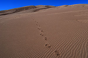 footprints in the sand of Great Sand Dunes