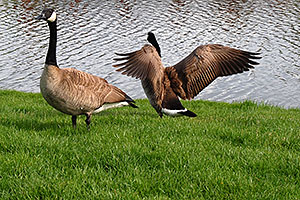geese at Meridian Pond in Englewood
