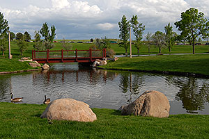 geese at Meridian Pond in Englewood