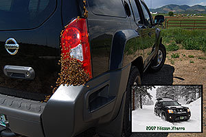 Honey Bee swarm (wth a queen) in the crack in the back of my Xterra