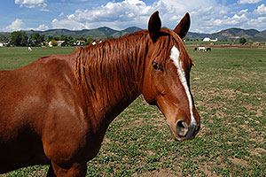 Horses in Lakewood, Colorado … Red Rocks in the background