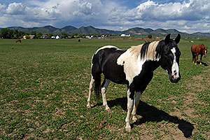 Appaloosa horse in Lakewood, Colorado … Red Rocks in the background