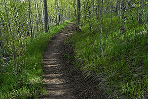 Images in the woods along South Mt Elbert trail