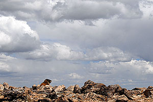 Marmot at the false summit of  Mt Elbert 