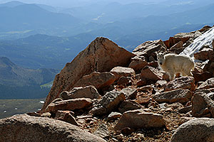 Mountain Goats of Mt Evans