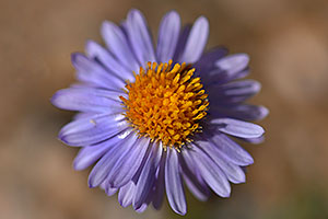 Purple daisy along La Plata Peak trail 