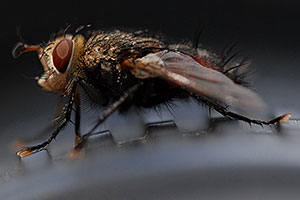 A fly near Buena Vista