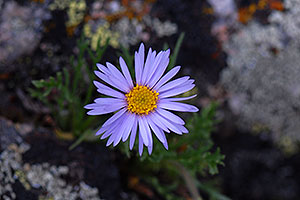 Purple daisy along Mt Spalding trail