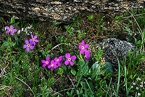 Purple flowers along Mt Spalding trail