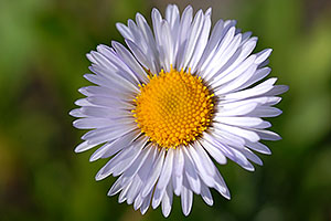 White daisy along Mt Spalding trail