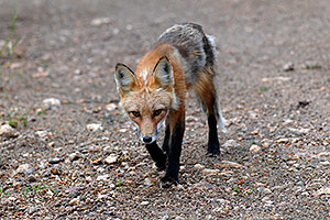 Fox at Miner`s Candle