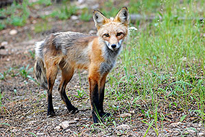 Fox at Miner`s Candle