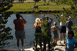 People watching Bull Elk from roadside and across a river