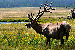 7 year old Bull Elk along a Yellowstone road