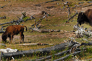 Buffalo calf grazing as mother watches