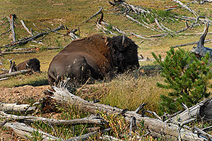 Buffalo resting near near Mud Volcano